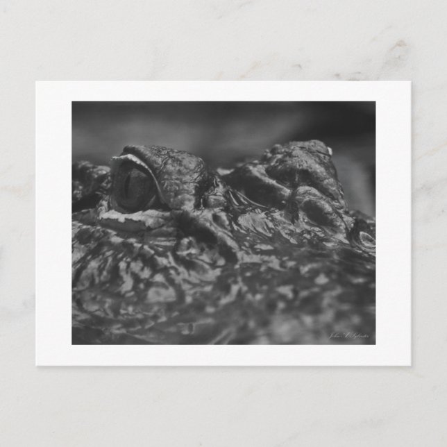 Cartão Postal POST CARD American Alligator - North Carolina (Frente)