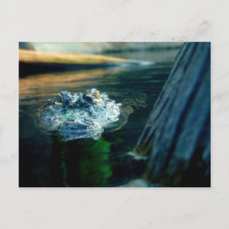 Cartão Postal POST CARD American Alligator North Carolina