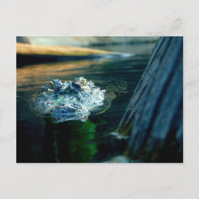 Cartão Postal POST CARD American Alligator North Carolina (Frente)