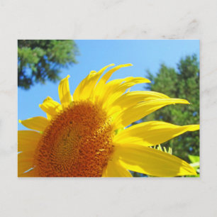 Cartão Postal postais de Girassol de Verão Jardim Verde