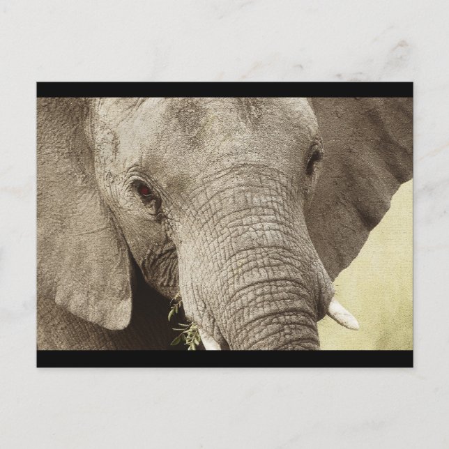Cartão Postal Postais de safári de vida selvagem de elefante afr (Frente)
