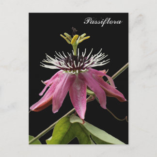 Cartão Postal Postal de Passiflora