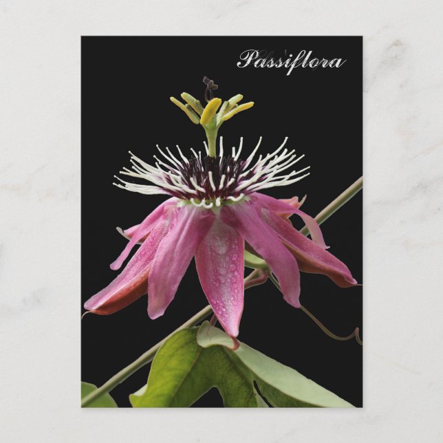 Cartão Postal Postal de Passiflora (Frente)