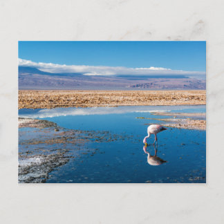 Cartão Postal Postal, Lago de San Pedro de Atacama, Chile
