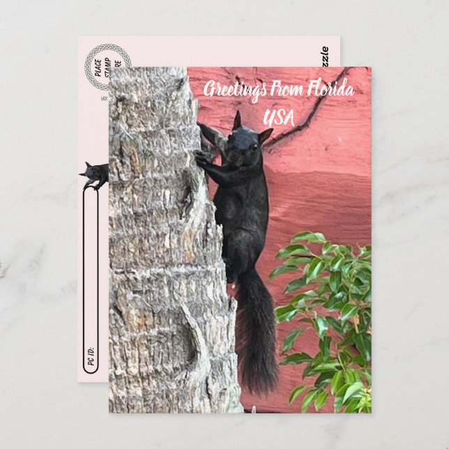 Cartão Postal Postando Saudações De ... Esquilo Preto (Frente/Verso)