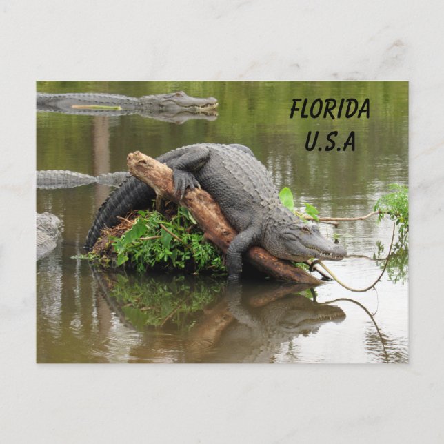 Cartão Postal Postatravessando Flórida Alligator com Caixa de ID (Frente)
