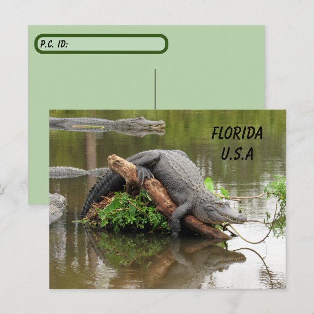 Cartão Postal Postatravessando Flórida Alligator com Caixa de ID (Frente/Verso)