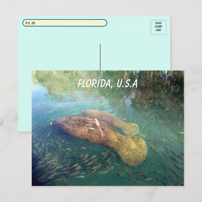 Cartão Postal Postatravessando Flórida Manatee e Baby w ID Box (Frente/Verso)