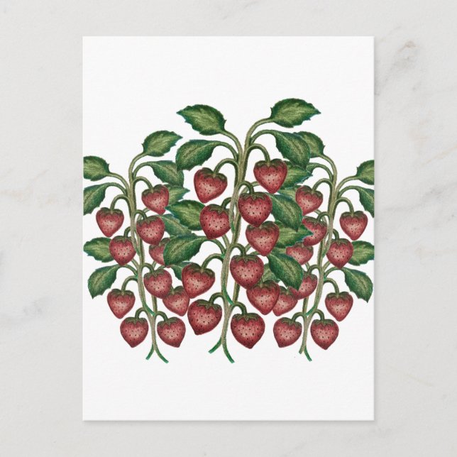 Cartão Postal Postcard (Frente)