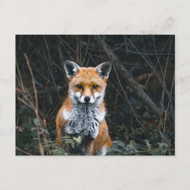 Cartão Postal Postcard (Frente)