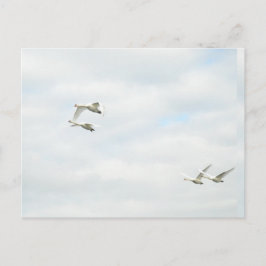 Cartão Postal Postcard