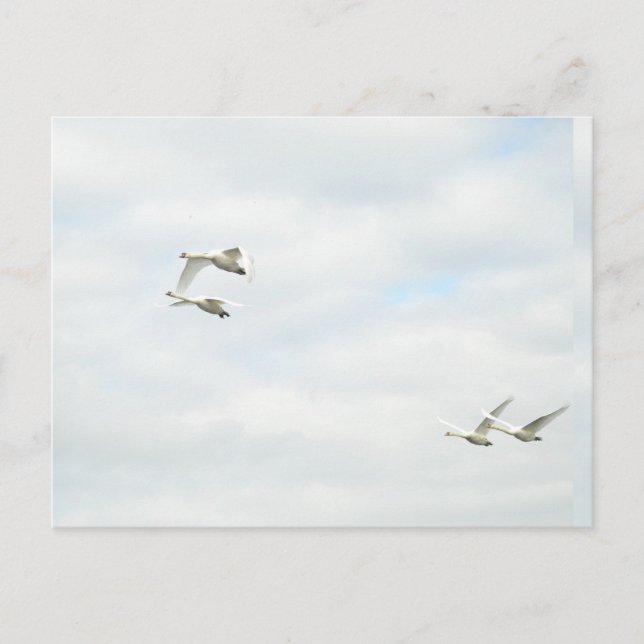 Cartão Postal Postcard (Frente)