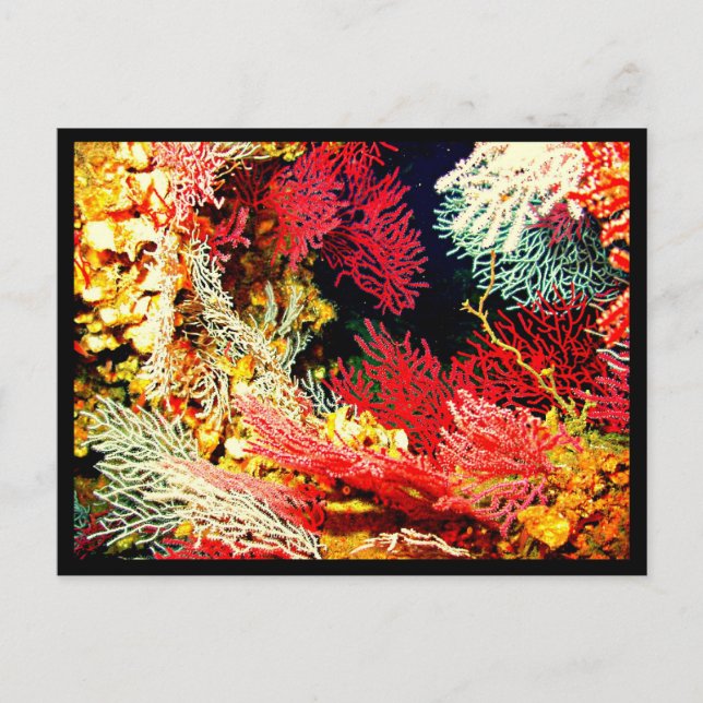 Cartão Postal Postcard-Aquatic Gallery-26 (Frente)