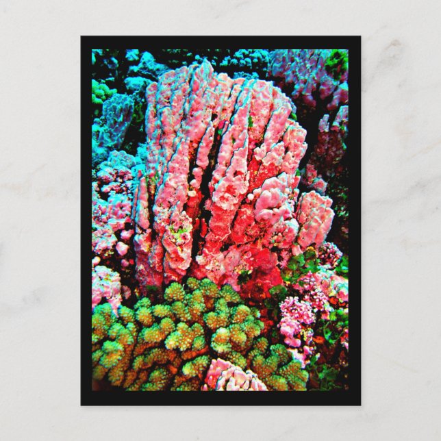 Cartão Postal Postcard-Aquatic Gallery-7 (Frente)
