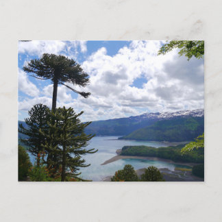 Cartão Postal Postcard Araucaria araucana, Chile