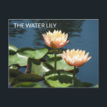 Cartão Postal POSTCARD Artistic Photography The Water Lily<br><div class="desc">Enjoy sharing this lovely photographic rendition of this beautiful water lily at the NY Botanical Gardens. A perfect piece of artwork for for anyone that loves flowers and peaceful scenery. For the gardener and lover of flowers in your life -- Any friend or family member will appreciate that you took...</div>
