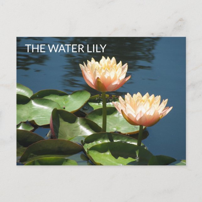 Cartão Postal POSTCARD Artistic Photography The Water Lily (Frente)