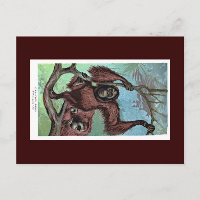 Cartão Postal Postcard - Chimpanzee (Frente)