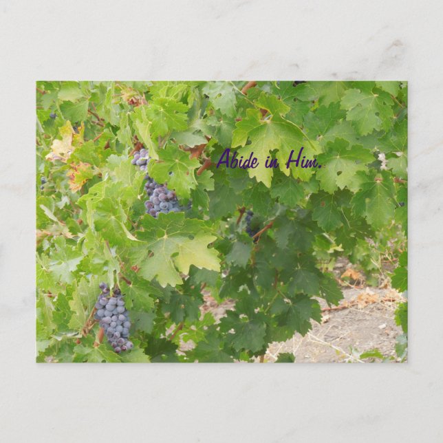 Cartão Postal Postcard: Dry Farmed Grapes on the Vine, John 15 (Frente)
