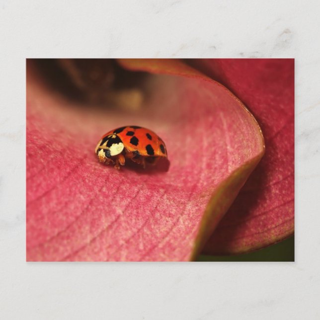 Cartão Postal Postcard-Insetts-The-Lady Bug (Frente)