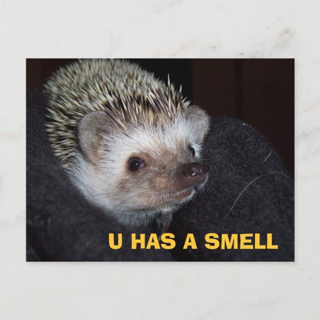 Cartão Postal PostCard LOLHog (Frente)