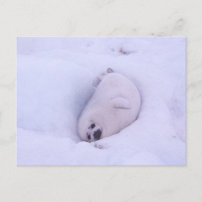 Cartão Postal Postcard of a seal stuck in the snow (Frente)