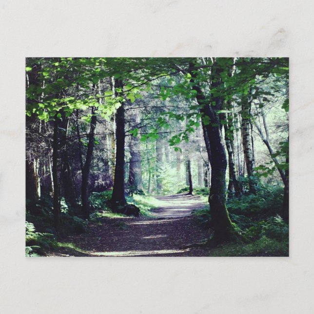 Cartão Postal Postcard of a Woodland walk in Scotland. (Frente)