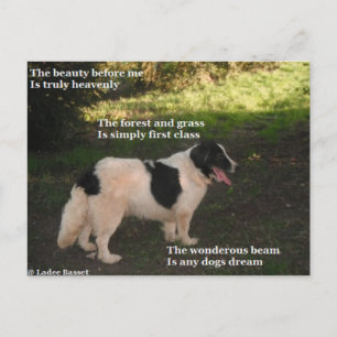 Cartão Postal Postcard Poem Any Dogs Dream By Ladee Basset