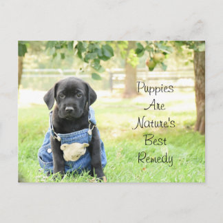 Cartão Postal Postcard Puppies são o Melhor Remédio da Natureza