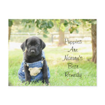 Postcard Puppies são o Melhor Remédio da Natureza