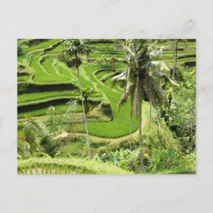 Cartão Postal Postcard Rice Fields, Bali