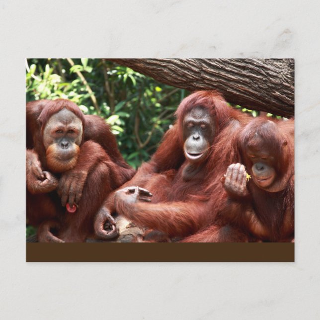 Cartão Postal PostCard sobre Orangutans para Cindy Noodleberry (Frente)