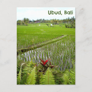 Cartão Postal Postcard Ubud Bali - Campos de arroz Indonésia