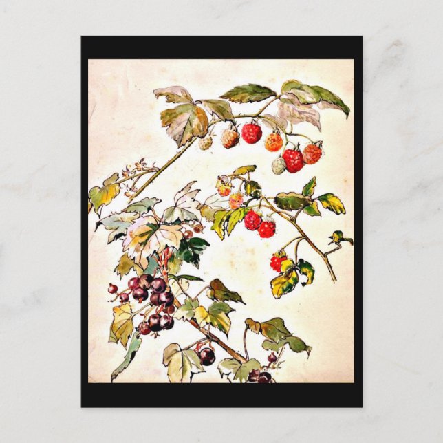 Cartão Postal Postcard-Vintage Ilustração-Beatrix Potter 9 (Frente)