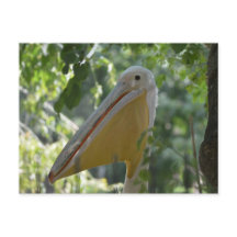 Postcard with hiding pelican