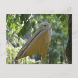 Cartão Postal Postcard with hiding pelican