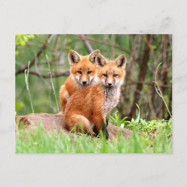 Cartão Postal Postcard with photo of red fox kits (Frente)