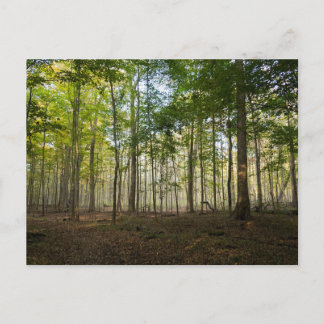 Cartão Postal Postcards of Nature Images