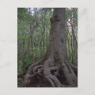 Cartão Postal Postcards Personalizados de Artefato Florestal Ind