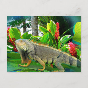 Cartão Postal POSTCARTÃO Floridian Iguana