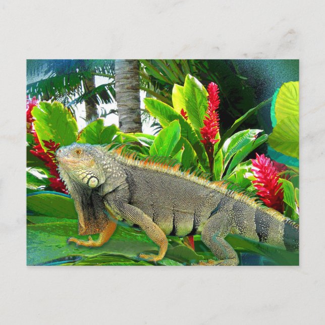 Cartão Postal POSTCARTÃO Floridian Iguana (Frente)