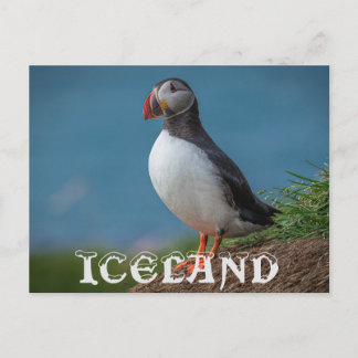 CARTÃO POSTAL POSTCARTÃO PUFFIN DA ISLÂNDIA