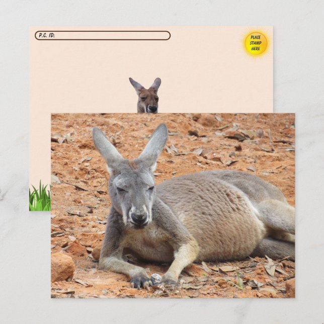 Cartão Postal Postcross Confidencial Kangaroo (Frente/Verso)