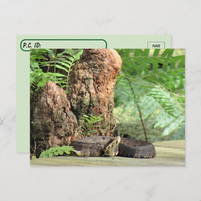 Cartão Postal Postcross - Flórida Cottonmouth no pântano (Frente/Verso)