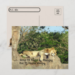 Cartão Postal Postcross - Leão Dormindo até você estar com fome