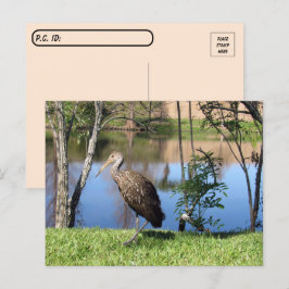 Cartão Postal Postcross - Limpkin no Lago Postcard