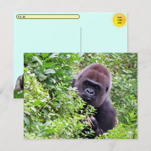 Cartão Postal Postcross Peek-A-Boo Gorilla Incluindo a caixa de 