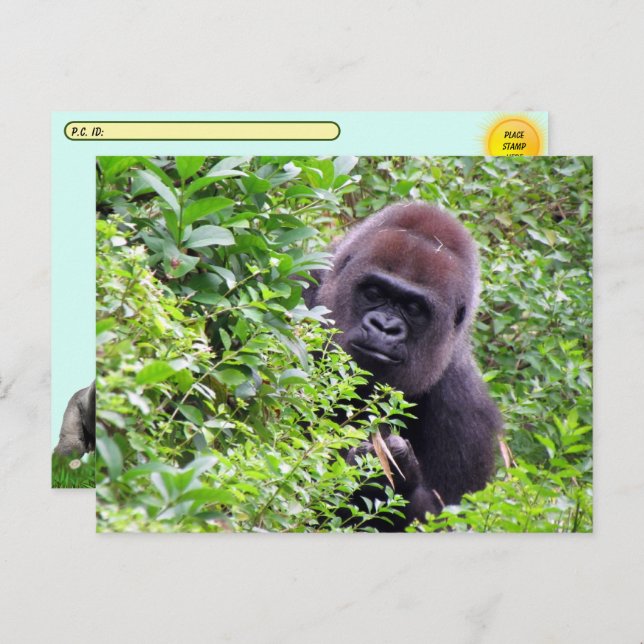 Cartão Postal Postcross Peek-A-Boo Gorilla Incluindo a caixa de  (Frente/Verso)