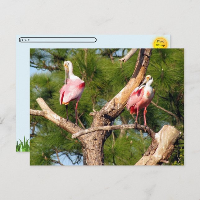 Cartão Postal Postcross - Roseate Spoonbill - Cartão-postal da F (Frente/Verso)