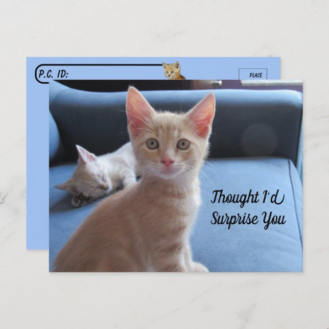 Cartão Postal Postcross - Taz e Winter Surprise Cat (Frente/Verso)